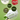 beplain Mung Bean Pore Tightening Serum, 30ml Serum SHOPPING IN KOREA