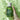 BLITHE Soothing&Healing Green Tea Splash Mask 150ml Mask SHOPPING IN KOREA