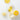 BANILA CO Miss Flower & Mr. Honey Propolis Rejuvenating Ampoule 50ml Ampoule SHOPPING IN KOREA
