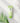 Ariul Apple Cider pH Balancing Cleansing Foam 150ml  Cleansing Foam SHOPPING IN KOREA