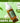 Neogen Real Fresh Cleansing Foam Green Tea 160g  Skin Cleansing Neogen