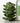 Aromatica Soothing Aloe Vera Gel 500ml  Sunscreen Aromatica