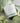 [Animal Line/Moong Management] Kinoyx Yangbark Sedimentation Pad Extension Planning (70 sheets+10 sheets)  Masks, Pads, Patches Kinoetics