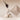 Daisy K V-Cut Blending Shading 2 Colors  Decorative cosmetics DaisyC