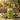 DALAN Pure Olive Oil High Moisture Nourishing Shower Gel Grass Leaf Scent 400ml  Body Care DALAN