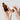 P.CALM Retinol Collagen Ampoule 30ml  Toners, Serums, Essences P.CALM