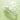 CNP Musszener Phyto Soothing Ampoule 35ml  Toners, Serums, Essences CNP
