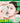O'earth Cool Cica Tea Tree Modeling Pack Full Package  Masks, Pads, Patches ORAES