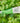 papa recipe Made Care Balm 33g  Skin Care papa recipe