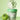Pully Green Tomato Gelato Pack Cleanser 100ml  Skin Cleansing fully