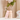 dasique Silky Veil Blush 4 Colors  Decorative cosmetics dasique