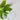 LASSIE'EL Fresh Herb Soothing Aging Water Serum 30ml  Toners, Serums, Essences LASSIE'EL