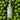 CKD Green Fulham Ahabaha Yo Iron Hair CleansingOil 200ml (+Moong Buffer)  Skin Cleansing Clio
