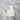 Tibless Oil Perfume 5ml Lily Musk White Tea  Solid Perfumes Teabless