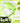 Biplane Mung Bean Cotton Fit Powder Pact 7g  Sunscreen Belif