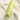 Velvet Bunny Skin Perfume 80ml  Solid Perfumes VELVET BUNNY
