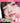 colorgram Nudy Blur Line Tint Stick  Decorative cosmetics Colorgram