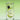 Leivy Green Tea Roll On 10ml  Body Care Leivy
