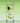 Leivy Green Tea Roll On 10ml  Body Care Leivy