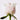 Roji Kim CCF Rose Milk Essence Prep 33ml  Decorative cosmetics Roji Kim