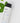 belif Eucalyptus Herbal Extract Toner 200ml  Toner SHOPPING IN KOREA